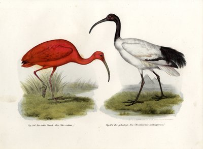 Scarlet Ibis, 1864 tekijältä German School