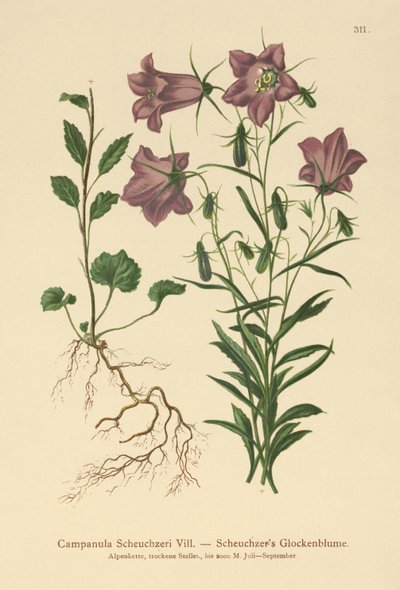 Scheuchzerin kellokukka (Campanula Scheuzeri) tekijältä German School