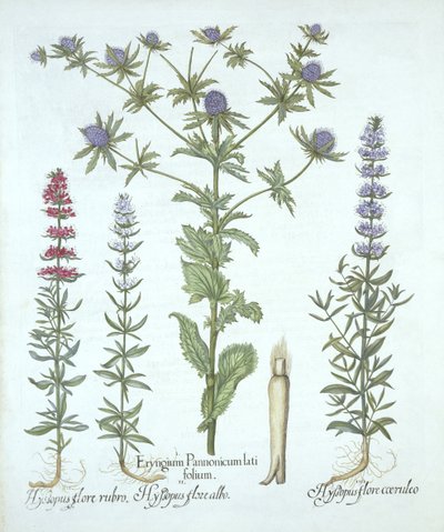 Sea Holly ja kolme erilaista iisoppia, Hortus Eystettensis, kirjoittanut Basil Besler (1561-1629), pub. 1613 (käsinvärinen kaiverrus) tekijältä German School