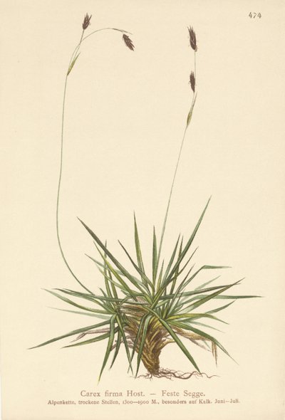 Sara (Carex firma) tekijältä German School