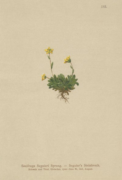 Seguieris Saxifrage (Saxifraga Seguieri) tekijältä German School