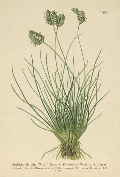 Sesleria (Sesleria disticha, Oreochloa disticha) tekijältä German School