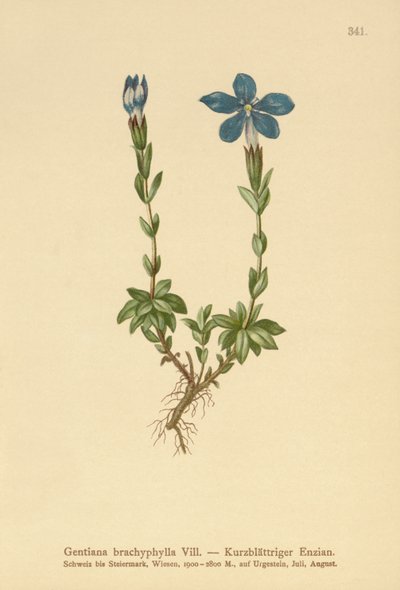 Lyhytlehtinen Gentian (Gentiana brachyphylla) tekijältä German School
