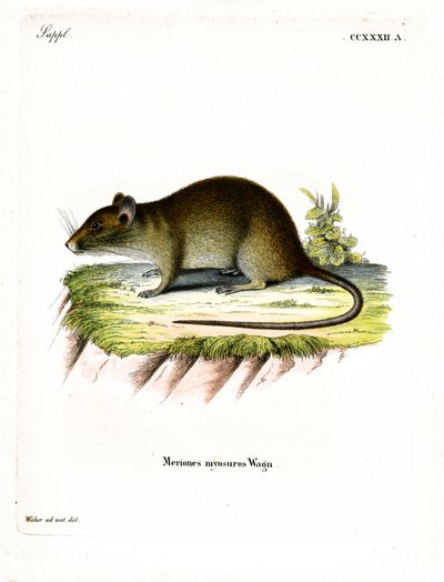 Lyhythäntäinen Bandicoot Rat (värillinen kaiverrus) tekijältä German School
