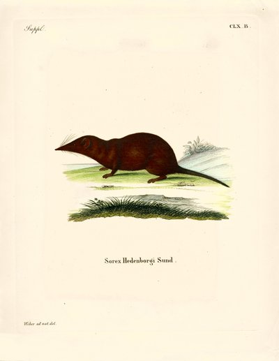 Shrew (värillinen kaiverrus) tekijältä German School