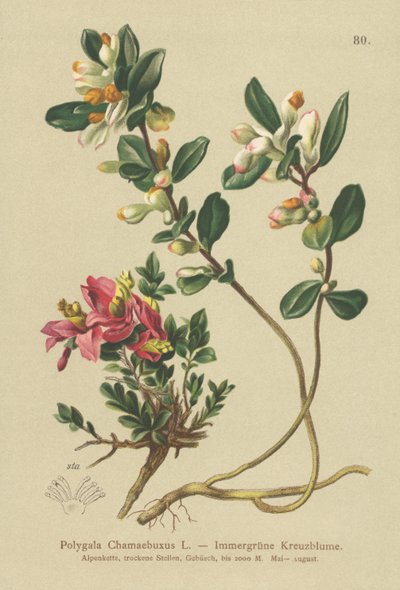 Pensasmaito (Polygala Chamaebuxus) tekijältä German School
