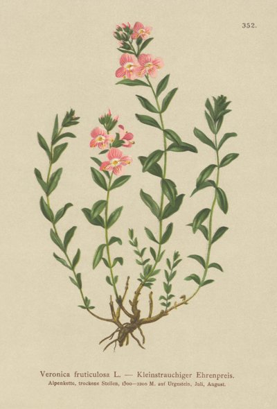 Shrubby Speedwell (Veronica fruticulosa, Veronica frutescens) tekijältä German School