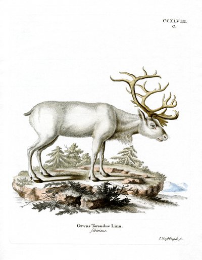 Siperianporo (värillinen kaiverrus) tekijältä German School