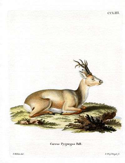Siperianmetti (värillinen kaiverrus) tekijältä German School
