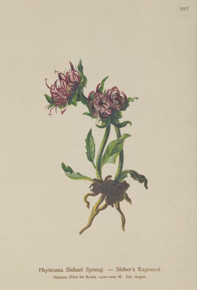 Siebers Rampion (Phyteuma Sieberi) tekijältä German School