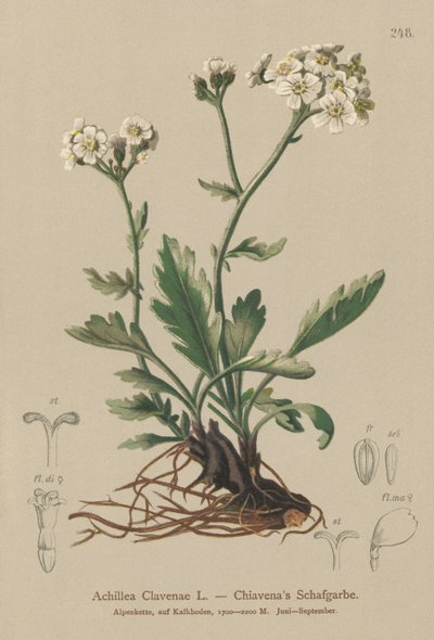 Silvery Siarrow (Achillea Clavenae) tekijältä German School