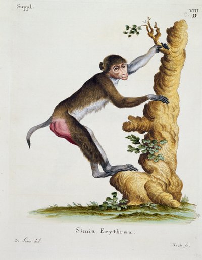 Simia erythraea, nisäkkäistä kuvitettu luonnosta kuvauksilla, Johann Christian Daniel von Schreber (1739-1810), kaiverrus IC Bock De Seven piirtämänä tekijältä German School