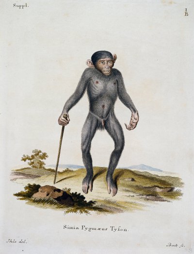 Simia pygmaeus, nisäkkäistä kuvitettu luonnosta kuvauksilla, Johann Christian Daniel von Schreber (1739-1810), kaiverrus IC Bock, Saksa tekijältä German School