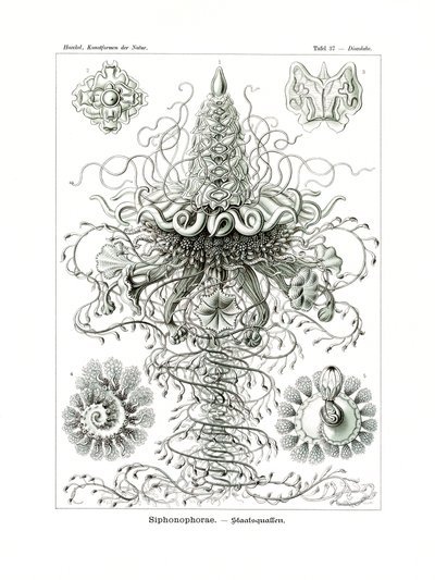 Siphonophorae, 1899-1904 tekijältä German School