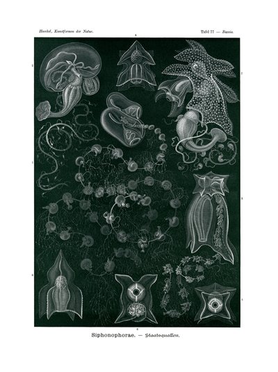 Siphonophorae, 1899-1904 tekijältä German School