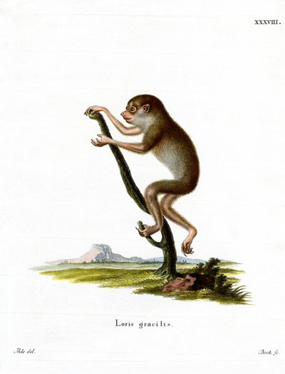 Hoikka Loris (värillinen kaiverrus) tekijältä German School