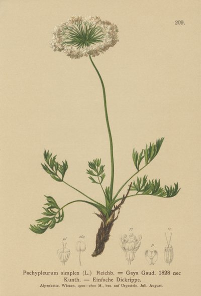 Pieni alppilude (Pachypleurum mutellinoides, Pachypleurum simplex Pachypleurum alpinum, Pachypleurum simplex, Neogaya simplex, Gaya simplex, Ligusticum simplex) tekijältä German School