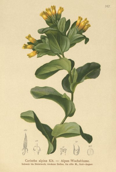 Sileä hunajajuuri (Cerinthe alpina, Cerinthe glabra subsp. glabra) tekijältä German School