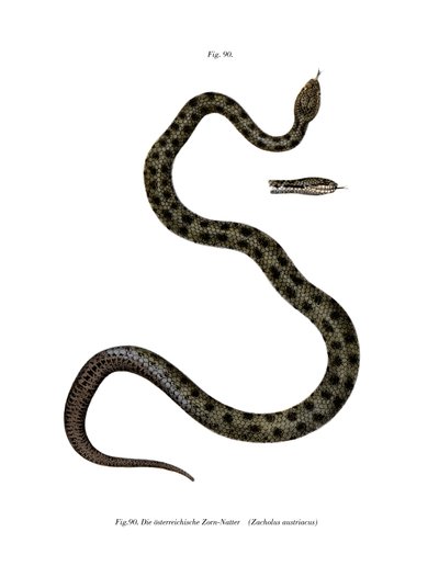 Smooth Snake (väri litho) tekijältä German School