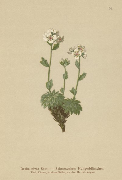 Lumivalkoinen Whitlow-ruoho (Draba nivea) tekijältä German School