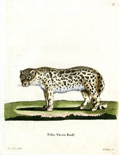 Snow Leopard (värillinen kaiverrus) tekijältä German School