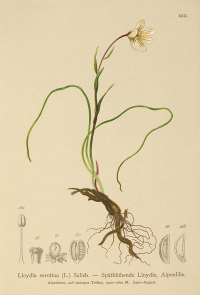 Snowdon Lily (Lloydia serotina, Gagea serotina, Lloydia alpina, Lloydia striata) tekijältä German School
