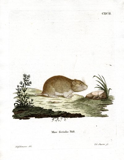 Social Vole (värillinen kaiverrus) tekijältä German School