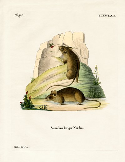 Southern Birch Mouse (värillinen kaiverrus) tekijältä German School