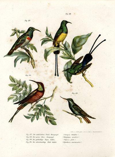 Southern Double-collared Sunbird, 1864 tekijältä German School