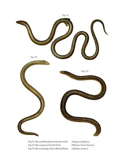 Southern Scaly Foot (väri litho) tekijältä German School