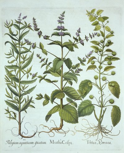 Viherminttu, roomalainen nokkonen ja pitkälehtinen hevosminttu, Hortus Eystettensis, kirjoittanut Basil Besler (1561-1629), pub. 1613 (käsinvärinen kaiverrus) tekijältä German School