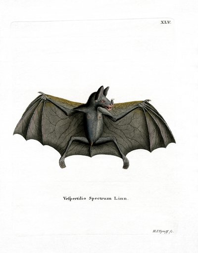 Spectral Bat (värillinen kaiverrus) tekijältä German School