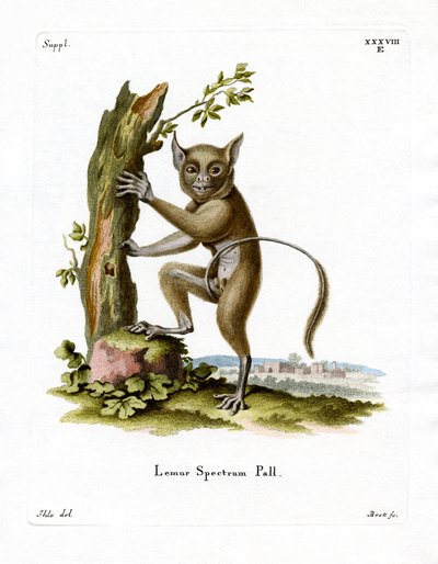 Spectral Tarsier (värillinen kaiverrus) tekijältä German School