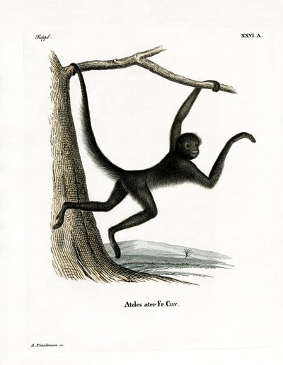 Spider Monkey (värillinen kaiverrus) tekijältä German School