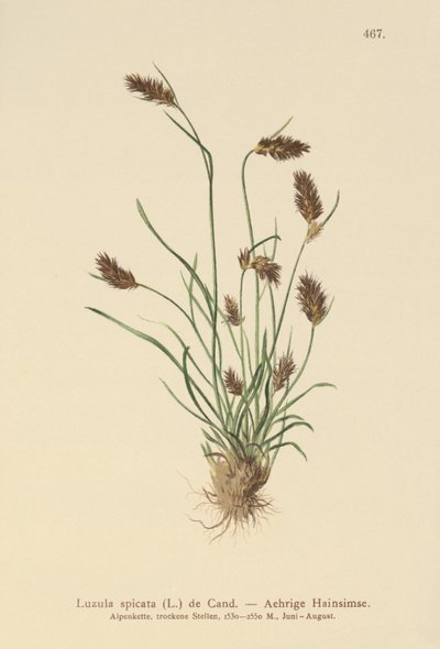 piikkimetsä (Luzula spicata) tekijältä German School