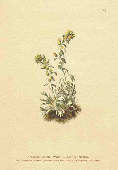piikkikoiruoho (Artemisia spicata, Artemisia bocconei, Artemisia genipi) tekijältä German School