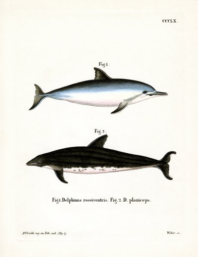 Spinner Dolphin (värillinen kaiverrus) tekijältä German School