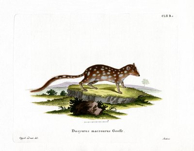 Spotted Quoll (värillinen kaiverrus) tekijältä German School