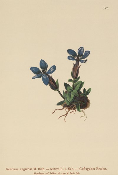 Kevätgentiaani (Gentiana verna, Gentiana angulosa, Gentiana aestiva) tekijältä German School