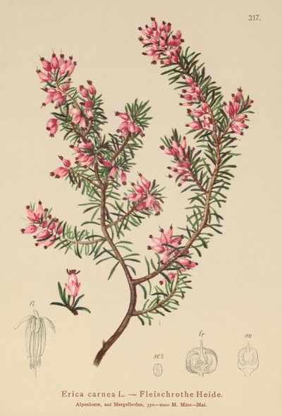 Spring Heath (Erica carnea) tekijältä German School