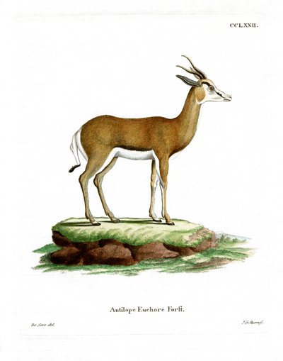 Springbok (värillinen kaiverrus) tekijältä German School