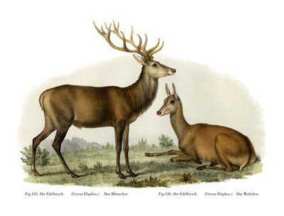 Hirvi, 1860 tekijältä German School