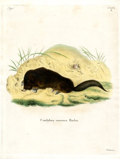 Star-nosed Mole (värillinen kaiverrus) tekijältä German School