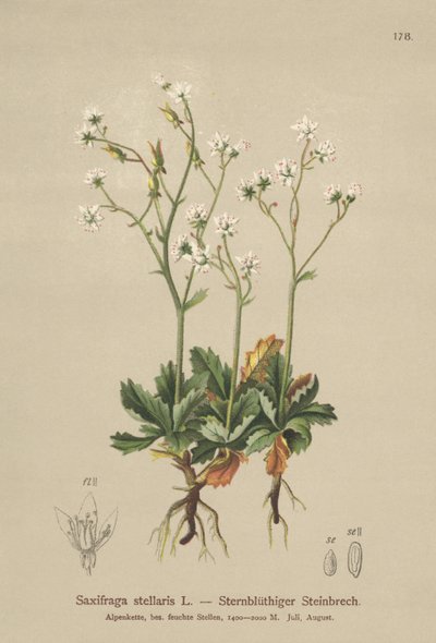 Starry Saxifrage (Saxifraga stellaris) tekijältä German School