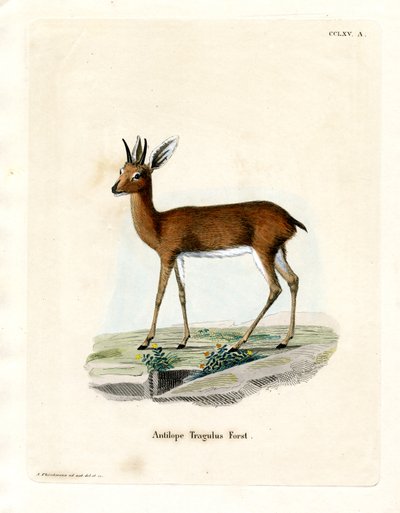 Steenbok (värillinen kaiverrus) tekijältä German School