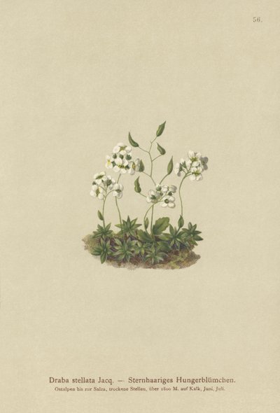 Stellated Whitlow-ruoho (Draba stellata) tekijältä German School