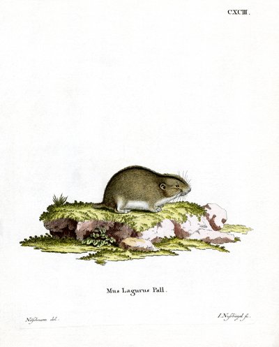 Steppe Lemming (värillinen kaiverrus) tekijältä German School