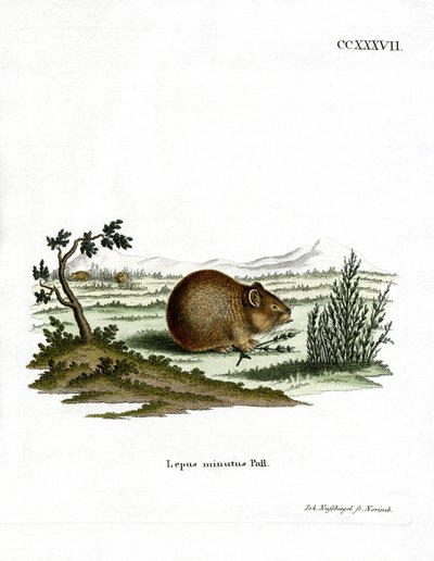 Steppe Pika (värikaiverrus) tekijältä German School