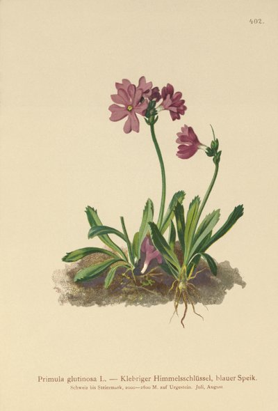 Tahmea esikko (Primula glutinosa) tekijältä German School