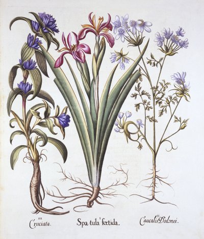 Stinking Iris, Orlaya ja Crosswort Gentian, Hortus Eystettensis, kirjoittanut Basil Besler (1561-1629), pub. 1613 (käsinvärinen kaiverrus) tekijältä German School